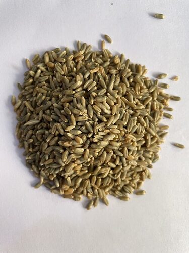 Wheat Seeds