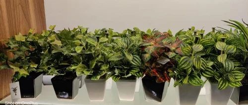 Bonsai Plant - Color: Green