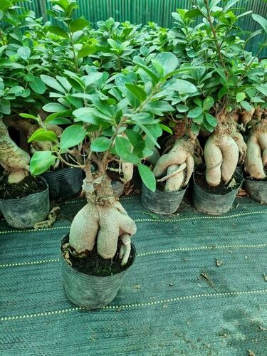 Ceramic Pot Bonsai Plant