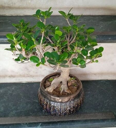 Ficus Bonsai Plant - Color: Green