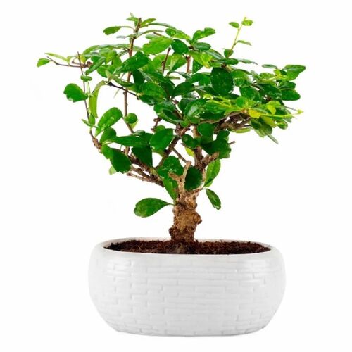 Indoor Bonsai Plant - Variety: Lily