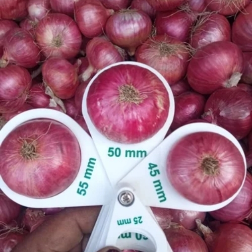 Export Red Onion