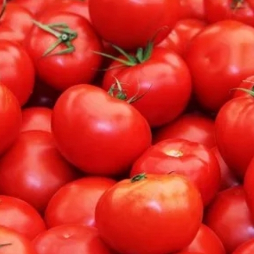 Fresh Export Quality Tomato By Halima Spice And Food (Opc) Private Limited