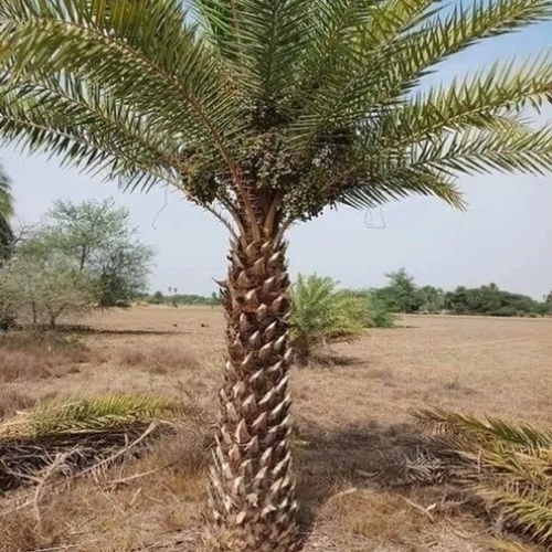 Date Palm Tree
