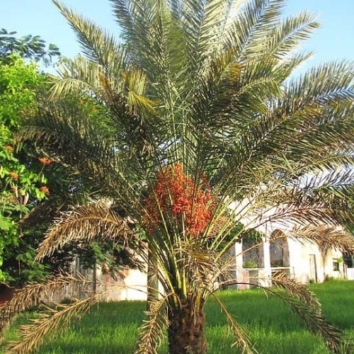 Palm Tree