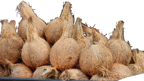 Semi Husked Coconut - Color: Brown