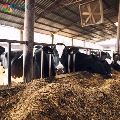 Cattle Feed Supplements - Ash %: .
