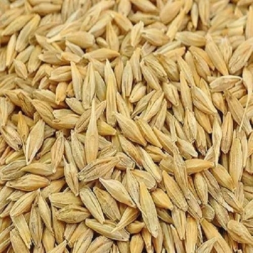 Natural Barley Seeds
