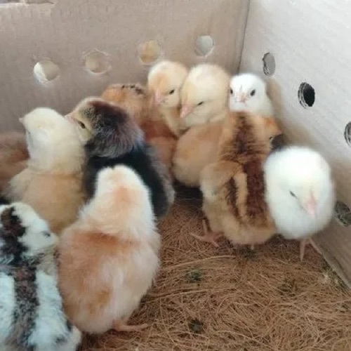 Aseel Chicks