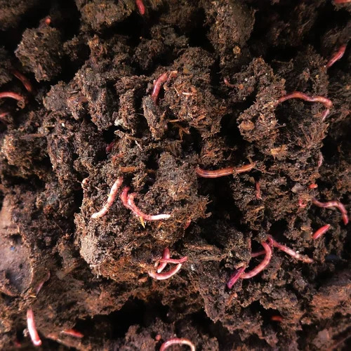 Organic Vermicompost Fertilizer