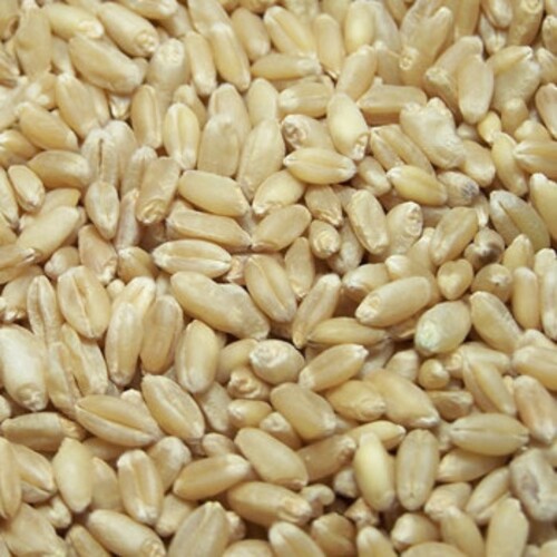 Brown Wheat Grain - Physical Form: Hard