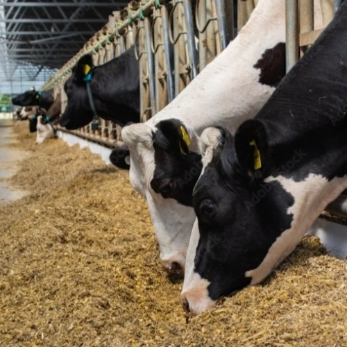 Cattle Feed By Earthmate Agrocare