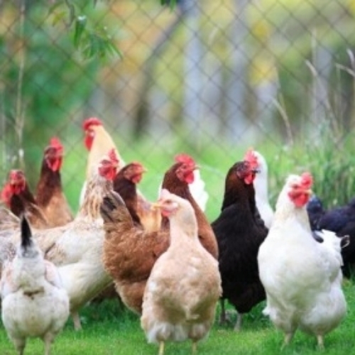 Chicken Livestock