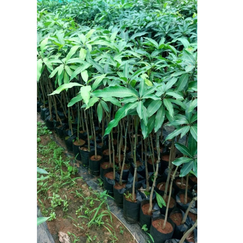 mango plant