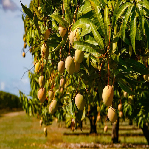 mango plant