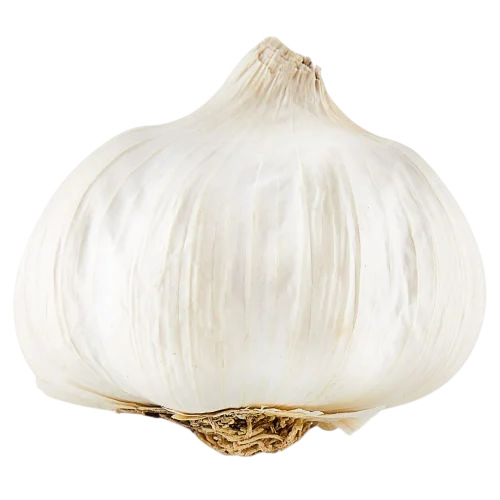 Fresh Garlic