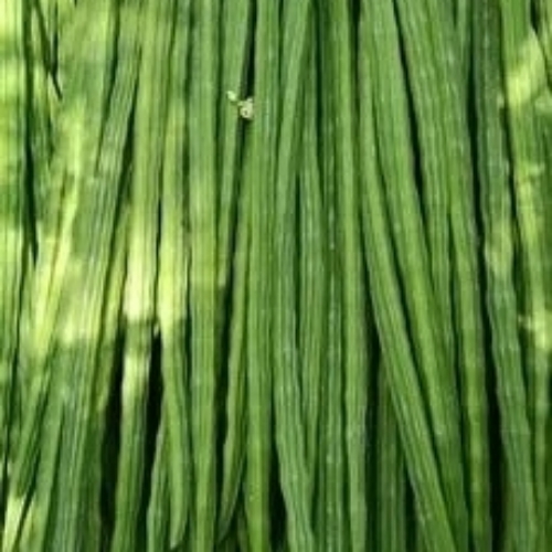 Green Fresh Drumstick