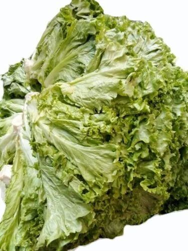 Green Lettuce