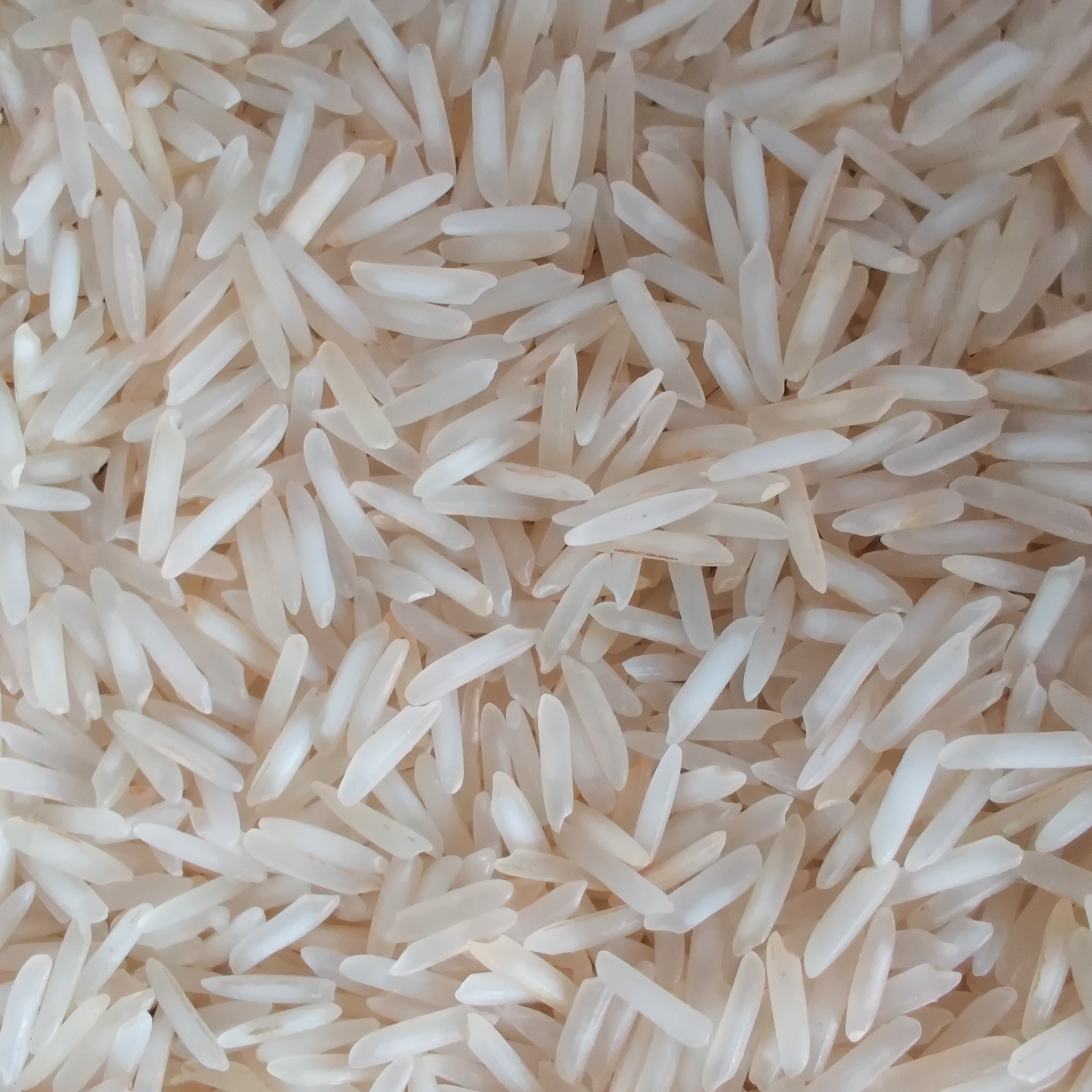 1509 Raw Basmati Rice - Admixture (%): 5-10%