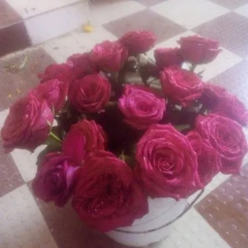 pink rose