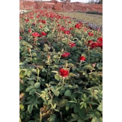 rose flower