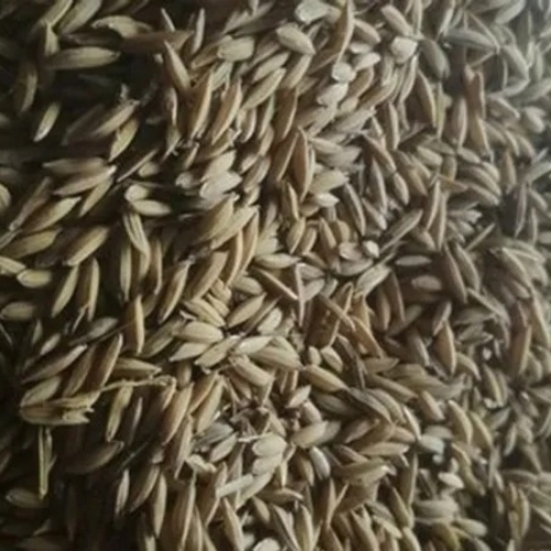 Brown Paddy Rice