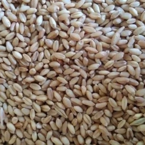 Organic Wheat Grain Seed