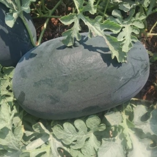 Green Watermelon