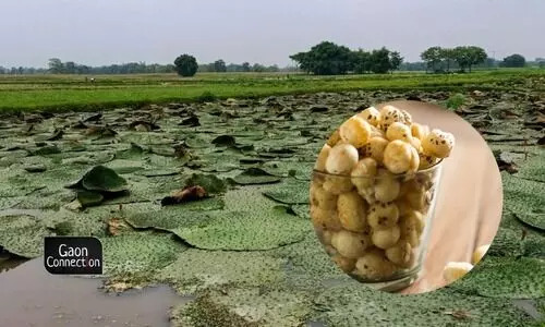 Low Fat White Makhana - Broken (%): .