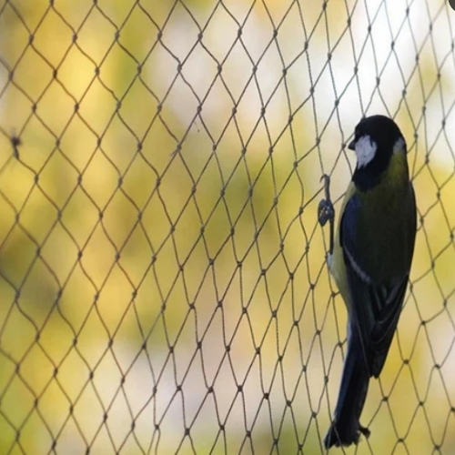 Bird Net