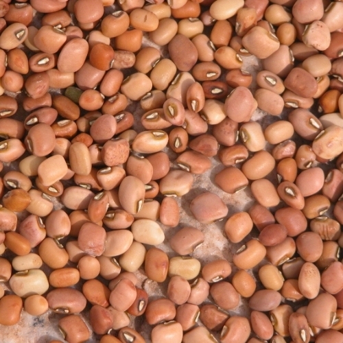 Brown Eyed Beans Pulse