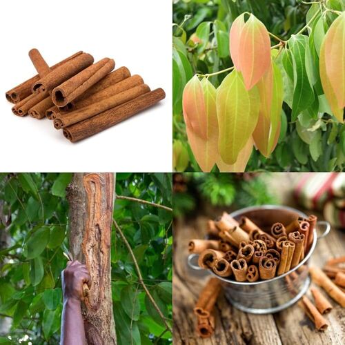 Cinnamomum Tamala - Product Type: Dried