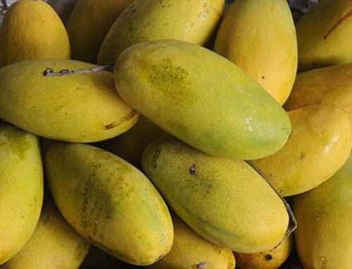 Dasheri Mangoes - Cultivation Type: Common