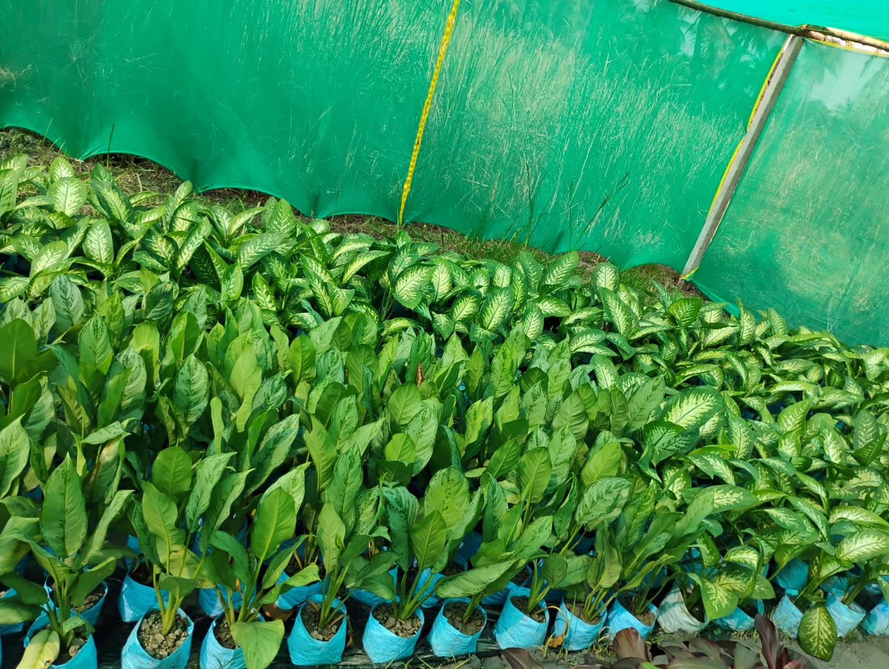 Decorative Live Tree (Plant) - Color: Green