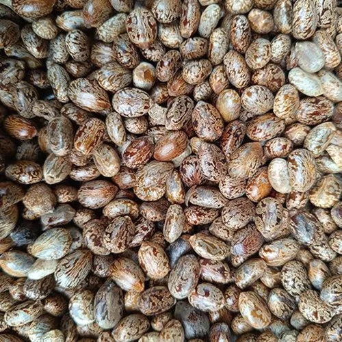 Castor Oil Seeds