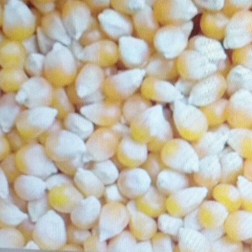 Yellow Maize 