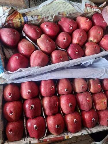 Kashmiri Apple - Color: A