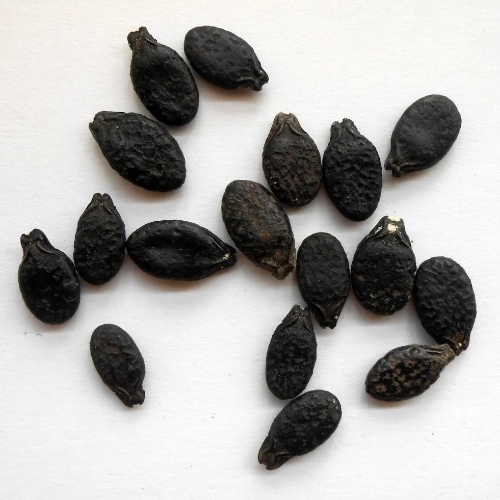 Beerakaya Seed