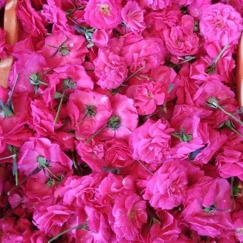 Rose Water