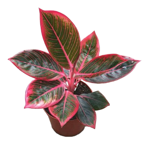 Aglaonema Plant