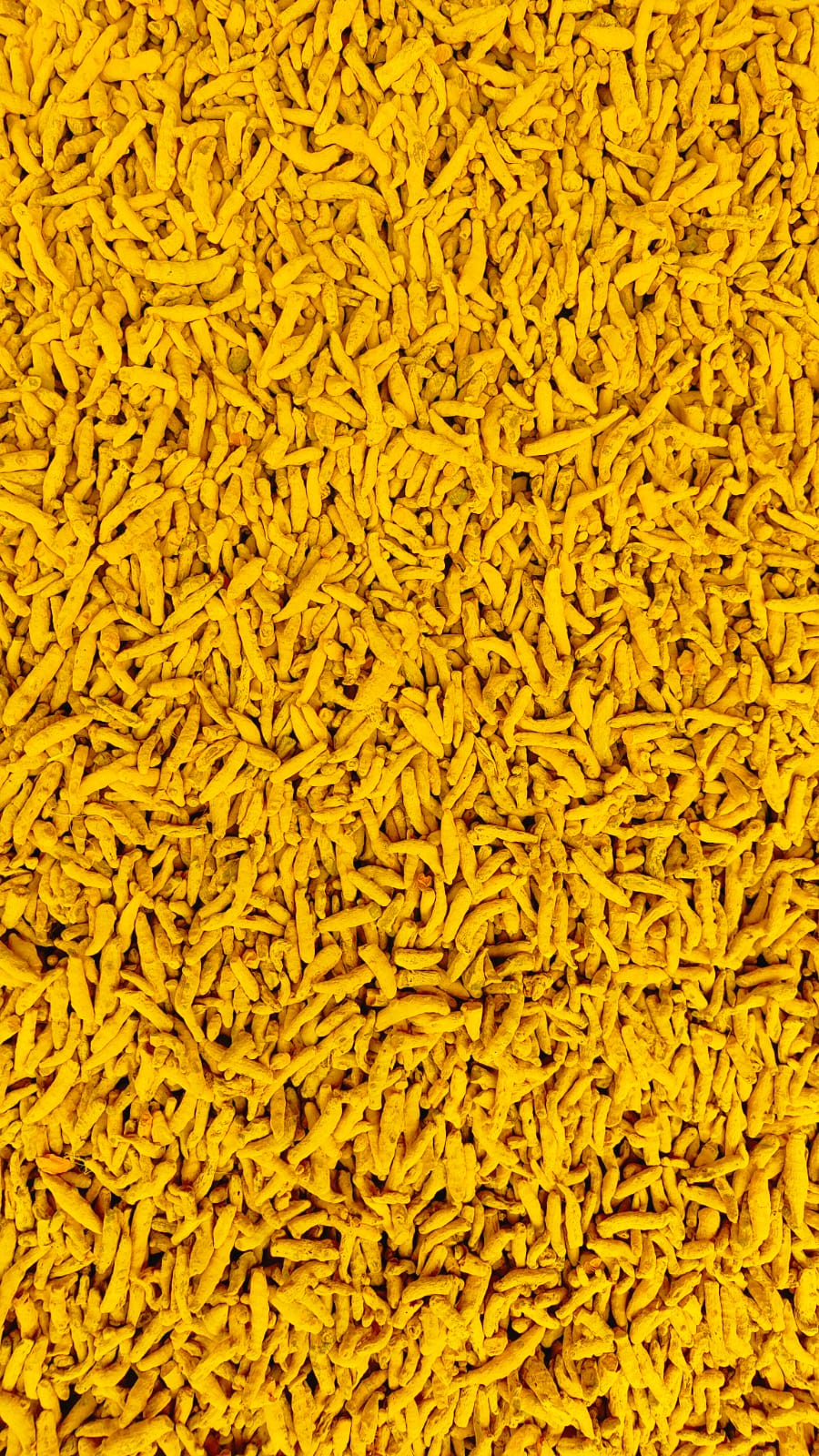 Turmeric Fingers - Color: Yellow