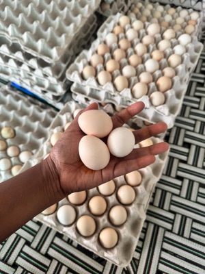 Nutrient Rich Poultry Eggs - Egg Origin: Chicken