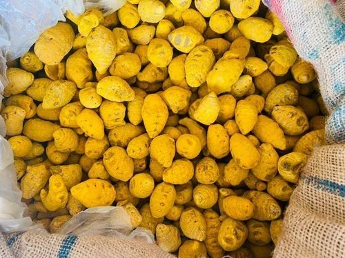 Turmeric Bulb
