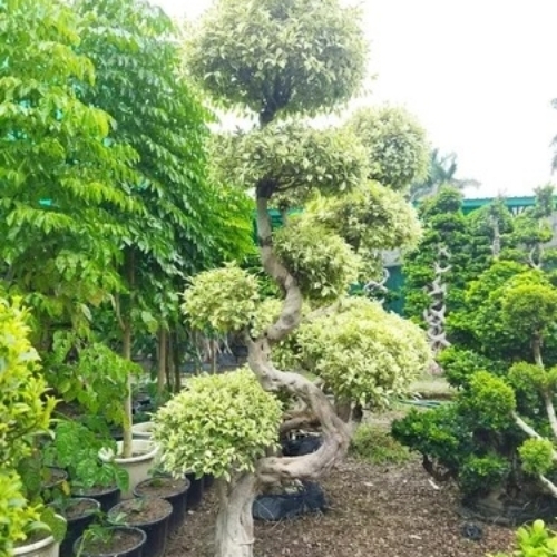 Green Bonsai Plants