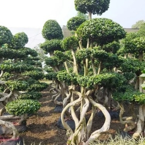 Outdoor Bonsai Plants
