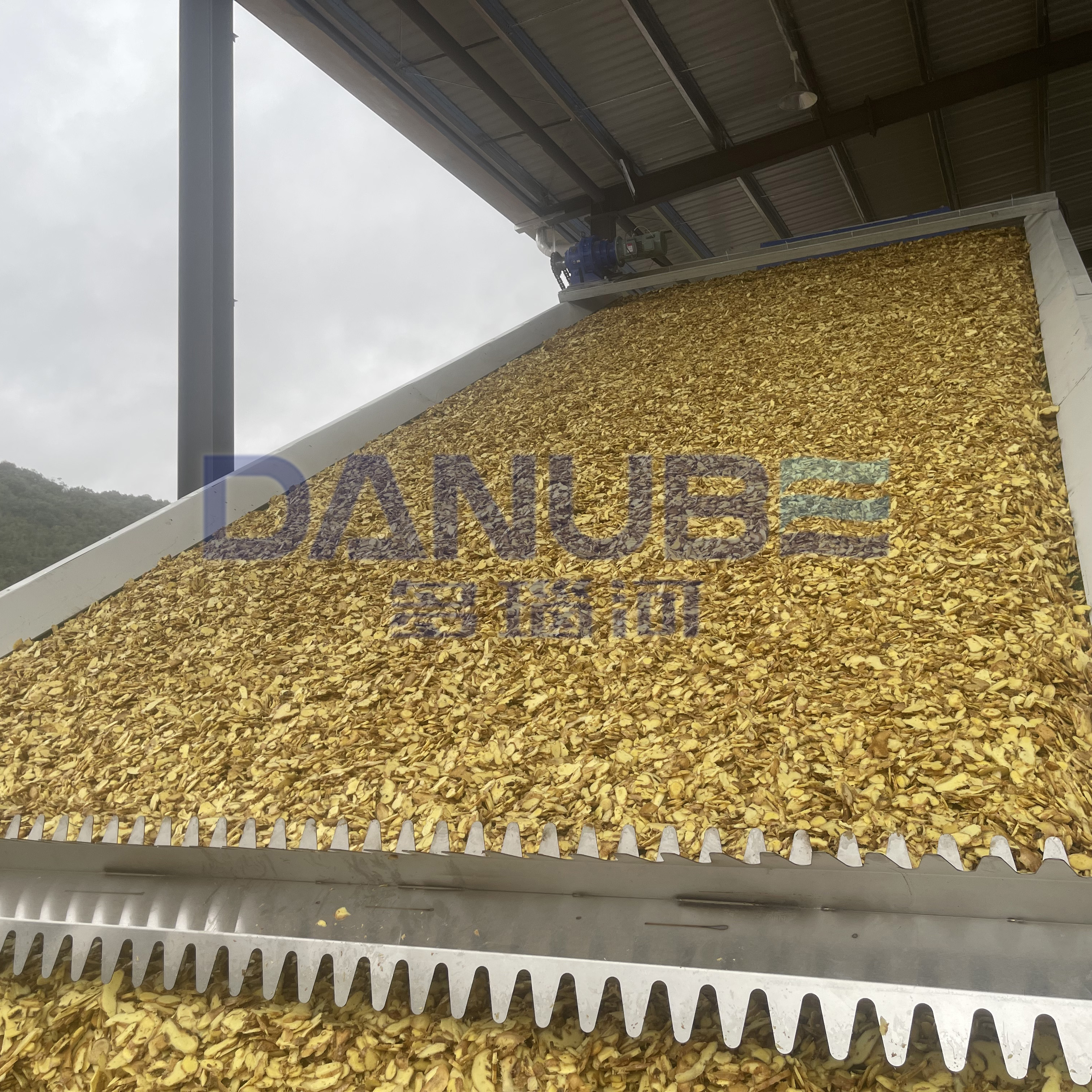 Fruits and Vegetable Slicer Machine Food Dehydrator Dried Ginger Processing Equipment