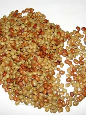 Horse Gram - Broken (%): 2