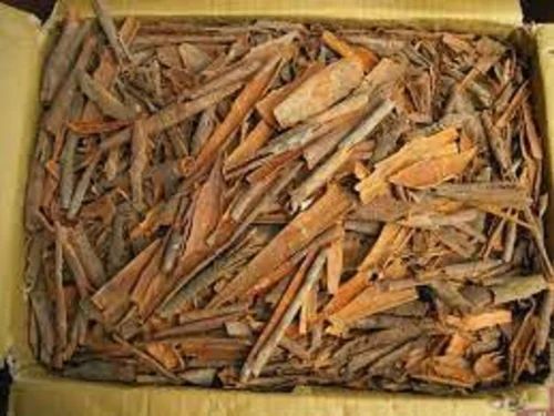 Split Broken Cassia