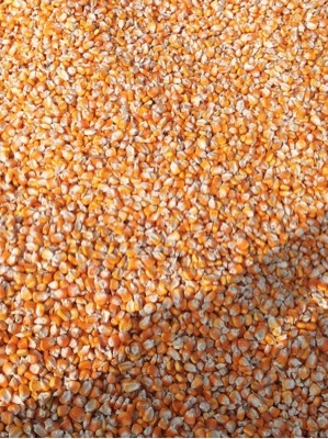 Yellow Maize - Moisture (%): <14%