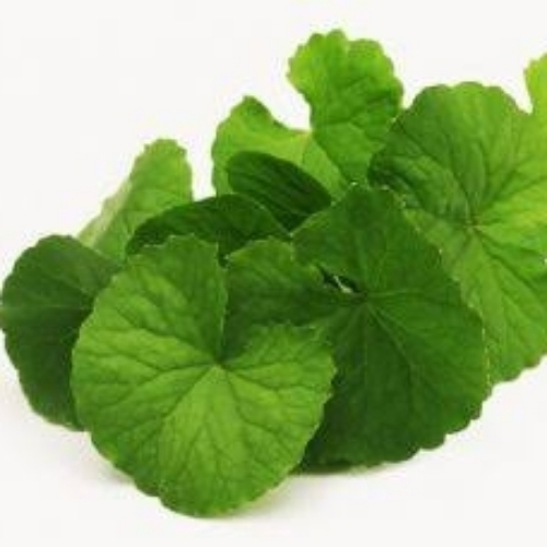Gotu kola